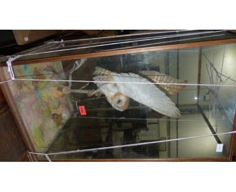 Vintage taxidermy: a barn owl about to take flight on a naturalistic support. Case glass cracked