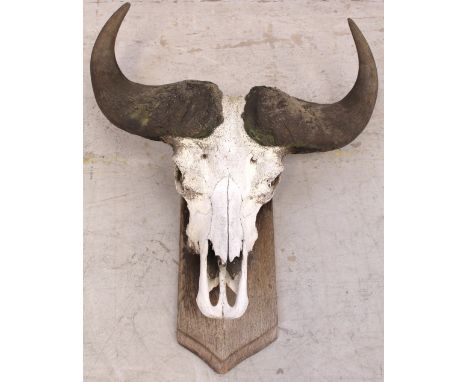 A Roland Ward shield-mounted bison skull with incised carved 'RW' verso (af), height approx 85cm. CONDITION REPORT Weathered 