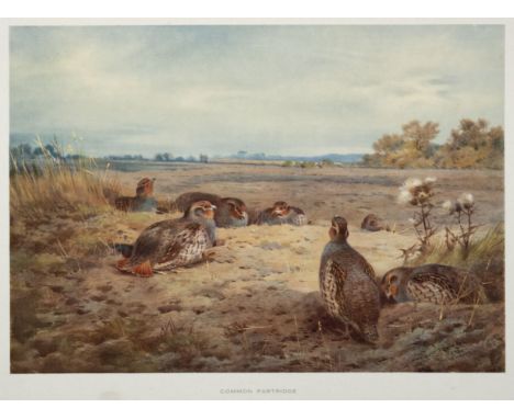 Thorburn (Archibald). Game Birds and Wild-Fowl of Great Britain and Ireland, 1st edition, Longmans, Green and Co., 1923, 30 c