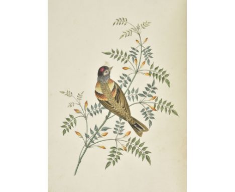 Brookshaw (George). Six Birds, accurately drawn and coloured after nature, with full instructions for the young artist; inten