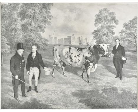 * [ Gauci (M., lithographer). Portrait of a Short horned Bull, circa 1836], uncoloured lithograph after J. H. Carter, trimmed