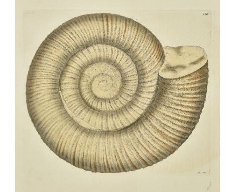 Sowerby (James). The Mineral Conchology of Great Britain; or Coloured Figures and Descriptions of those remains of Testaceous