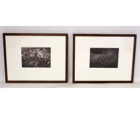 THOMAS JOSHUA COOPER (AMERICAN B.1946).Â&nbsp;Foliage and Undergrowth- Two.Silver gelatin photographic prints.Each 12cm x 17c