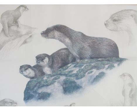 Nigel Hemming (Contemporary) Otter studies, offset lithograph, framed and mounted under glass, 38 x 28 cm 