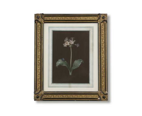 Attributed to Ethel Ridley (active England, 19th Century)Study of an auricula inscribed 'Ethel Ridley/ August 26 1872' (on ve