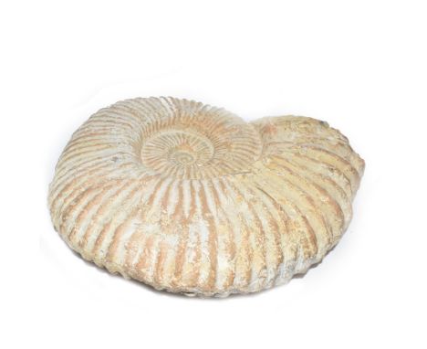 Large ammonite fossil, age; Cretaceous period, location; Morocco, W42cm