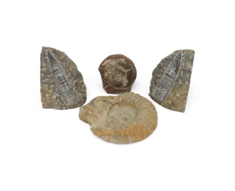 Collection of fossil specimens, comprising two ammonites and two polished orthoceras 