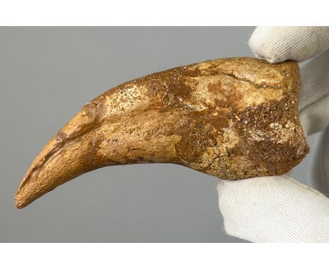 THE CLAW OF A SPINOSAURUS (SPINOSAURUS AEGYPTIACUS), 8cm x 3.5cm From the Kem Kem basin, Morocco circa 90-110 million years o