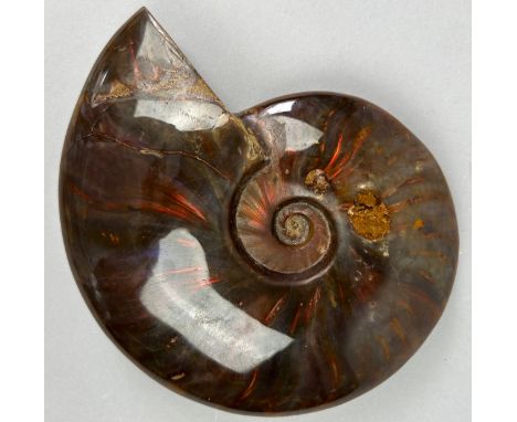 AN IRIDESCENT CLEONICERAS AMMONITE FOSSIL,Top grade Cleoniceras Ammonite from the Majunga Basin, Madagascar. Cretaceous perio