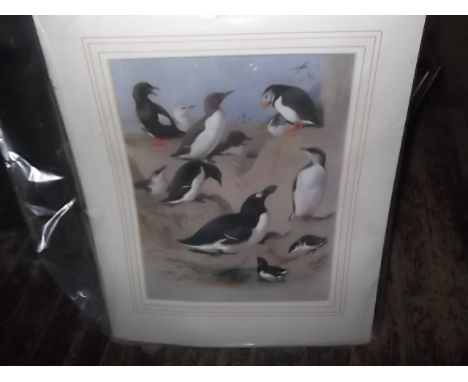 2 Prints – Arctic Birds & Cormorant/GannetAfter Archibald Thornburn – each unframed 
