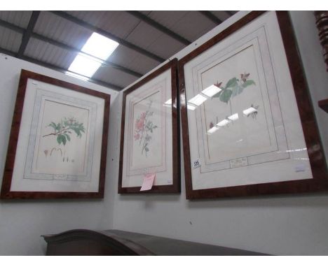 3 framed and glazed botanical prints.