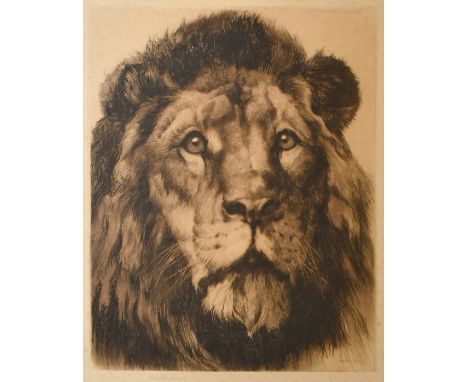 Herbert Dicksee, The head of a Lion, etching, (large plate), signed in pencil, 23.25" x 18.25", (59x46.5cm).