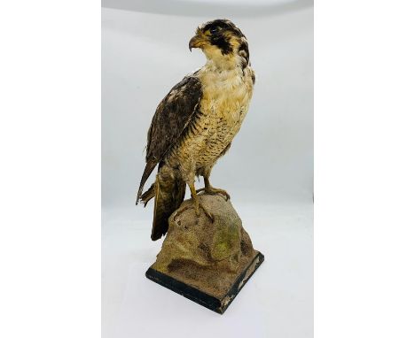 Taxidermy: A mounted Bird of Prey. All proceeds from the sale of this item go to supporting Thames Hospice (H40cm)