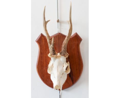A mounted roebuck skull on a varnished light oak shield-shaped backing
