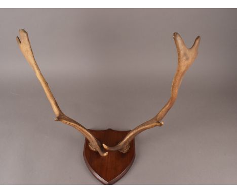 A vintage pair of Deer Antlers, mounted on Oak shield possibly Fallow. 