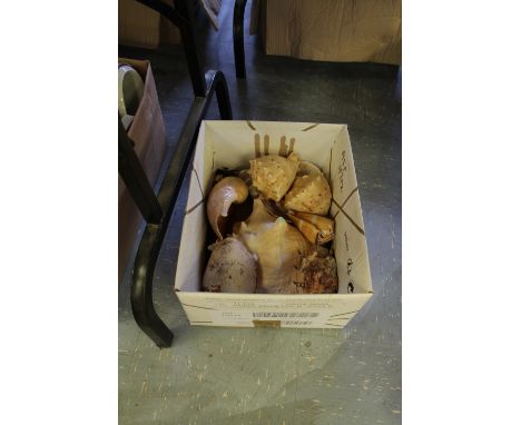 Box of shells