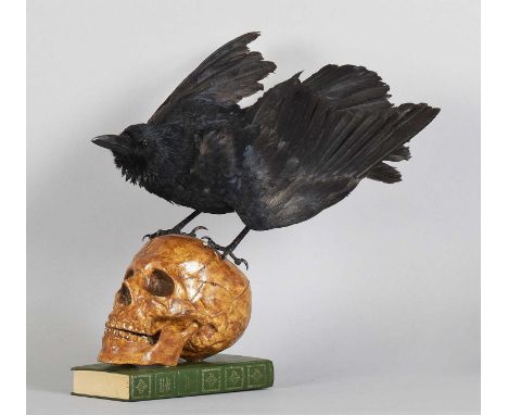 Taxidermy: A Carrion Crow Stood upon a Replica Human Skull (Corvus corone), modern, by Daryl Reilly, Taxidermy, Bishop Auckla