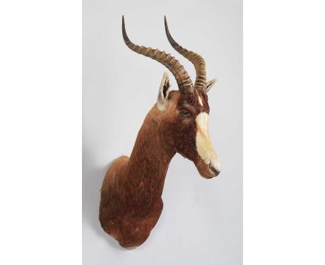 Taxidermy: Blesbok (Damaliscus phillipsi), circa 2005, Africa, Rowland Ward Record Class, a large high-quality adult male sho