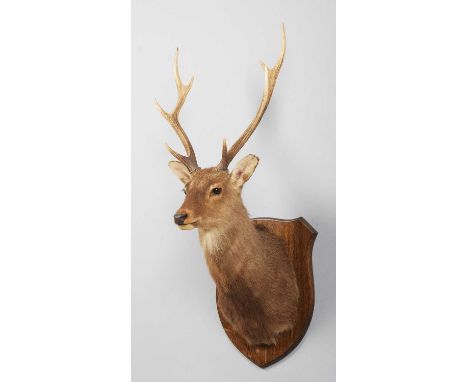 Taxidermy: Sika Deer (Cervus nippon), modern, adult stag shoulder-mount looking straight ahead, 8 points (4+4), from wall 53c