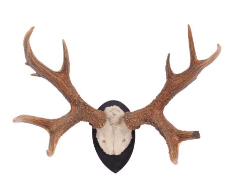 Antlers/Horns: Marsh Deer Antlers (Blastocerus dichotomus), circa 1910, adult stag antlers on cut upper skull cap, 10 points 