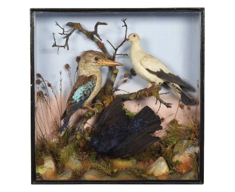 Taxidermy: A Victorian Cased Diorama of Australian and South East Asian Birds, by James Gardner, 426 Oxford Street, London, t