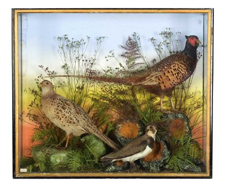 Taxidermy: A Cased Late Victorian Pair of Ring-Necked Pheasants (Phasianus colchicus), attributed to A.S. Hutchinson, Taxider