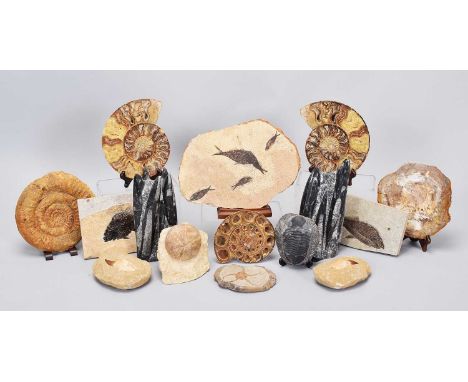 Natural History Fossils: A Collection of Various Fossils, to include - a circular section of petrified wood, diameter 20cm, a