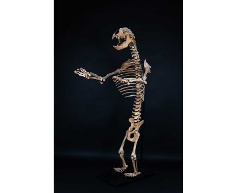 Skeletons/Anatomy: Extinct Cave Bear Skeleton (†Ursus spelaeus), Late Pleistocene era, classed extinct around 24,000 years ag
