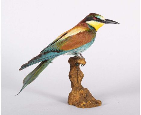 Taxidermy: European Bee-eater (Merops apiaster), modern, a high-quality full-mount adult with head turning to the left, perch