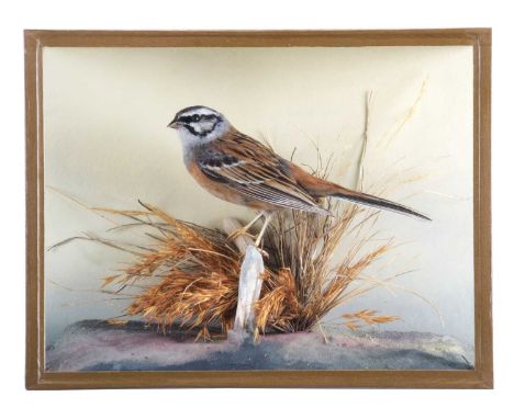 Taxidermy: A Cased Rock Bunting (Emberiza cia), 21st century, by David. L. Keningale, Taxidermy, Warwickshire, a superb-quali
