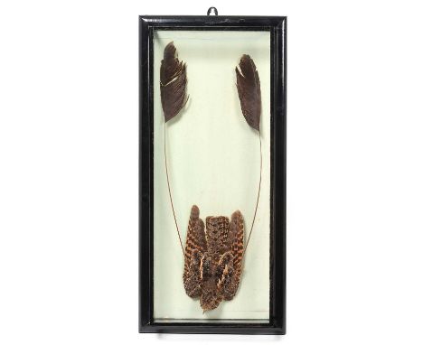 Taxidermy: A Cased Standard-Winged Nightjar (Caprimulgus longipennis), circa early 20th century, by Leonard C. Harwood, Natur