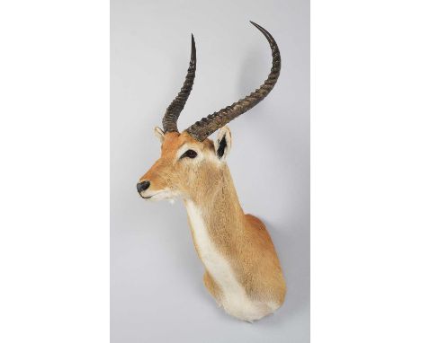 Taxidermy: Red Lechwe (Kobus leche), circa 2005, Botswana, Africa, a high-quality adult male shoulder-mount with head turning