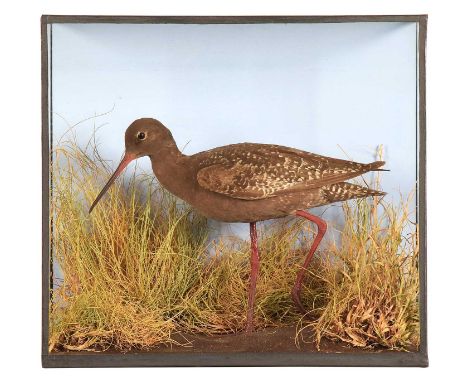 Taxidermy: A Cased Spotted Redshank (Tringa erythropus), a high-quality full-mount adult in walking pose, mounted upon muddy 
