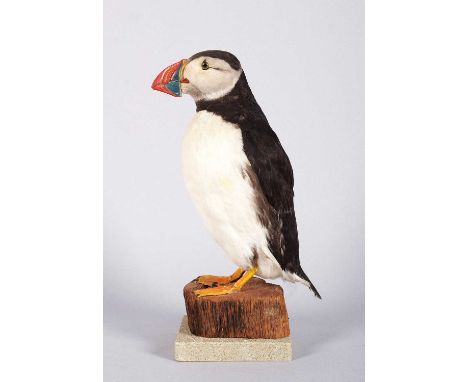 Taxidermy: Atlantic Puffin (Fratercula arctica), late 20th century, a full-mount adult with head turning slightly to the left