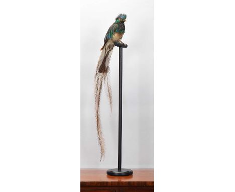Taxidermy: Resplendent Quetzal (Pharomachrus mocinno), early 20th century, a full-mount antique adult male looking straight a