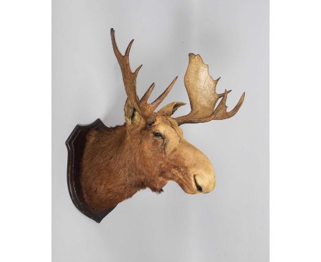 Taxidermy: North American Moose (Alces alces), by Rowland Ward Ltd, Taxidermy, 166 Piccadilly, London, a large adult bull nec