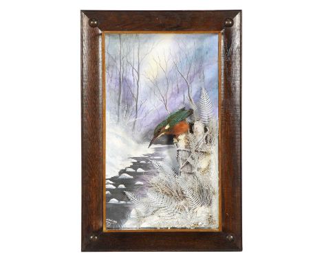 Taxidermy: A Wall Cased European Kingfisher (Alcedo athis), dated 2024, by A.J. Armitstead, Taxidermist &amp; Naturalist, Dar