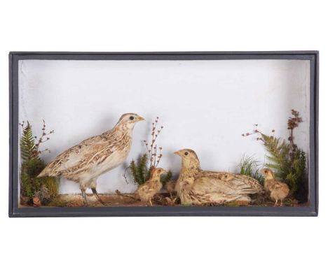 Taxidermy: A Victorian Cased Quail Family Group (Coturnix coturnix), circa 1850-1880, by D. Baker, Bird &amp; Animal Stuffer,