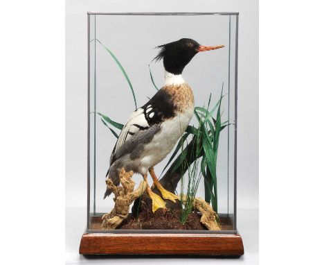 Taxidermy: A Cased Red-breasted Merganser (Mergus serrator), late 20th century, a high-quality full-mount adult male looking 