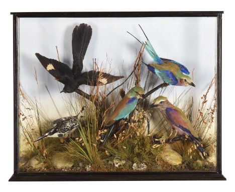 Taxidermy: A Victorian Diorama of European and African Birds, early 20th century, by W.A. Macleay, Taxidermists, Church Stree