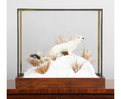 Taxidermy: A Cased Ermine (Mustela erminea), dated 2022, Angus Forfar, Scotland, a high-quality full-mount adult female set u