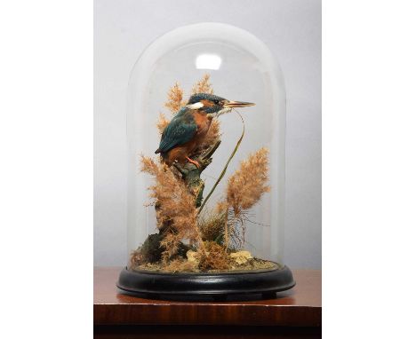 Taxidermy: European Kingfisher (Alcedo athis), late 20th century, a high-quality full mount adult perched upon a small branch