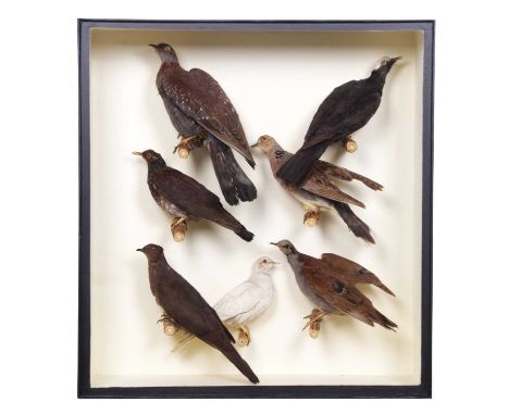 Taxidermy: A Cased Collection of Pigeons and Doves, to include - a Turtle dove, African olive pigeon, White-crowned pigeon, A