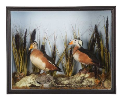 Taxidermy: A Cased Pair of African Pygmy Geese (Nettapus auritus), modern, by Gary Peg, Taxidermy, Melbourne, Australia, a hi