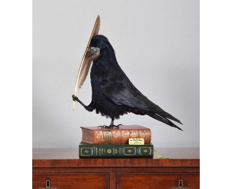 Anthropomorphic Taxidermy: The Rook of Knowledge (Corvus frugilegus), modern, by A.J. Armitstead, Taxidermy, Darlington, Co D