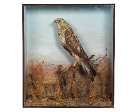 Taxidermy: A Cased Rough-Legged Buzzard (Buteo lagopus), circa 1900, a full-mount adult perched atop a lichen encrusted tree 