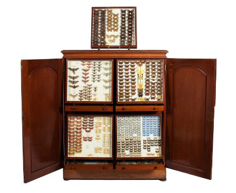 Lepidoptera/Entomology: The R.M.A. Sutton Collection of Lepidoptera, early 20th century, a comprehensive and interesting coll