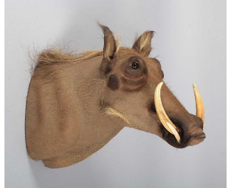 Taxidermy: Common Warthog (Phacochoerus africanus), dated 2013, South Africa, by Universal Trophy Services, Pretoria, a high-