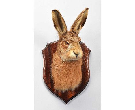 Taxidermy: A European Brown Hare Head Mount (Lepus timidus), modern, by A.J. Armitstead, Taxidermy, Darlington, Co Durham, a 