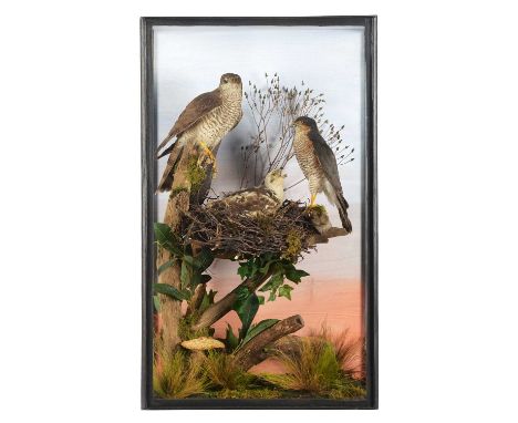 Taxidermy: A Cased Family Group of European Sparrowhawks (Accipiter nisus), circa 1990-1996, by P.H. Taxidermy, Powys, Wales,